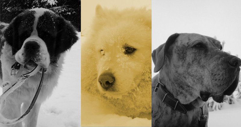 samoyed