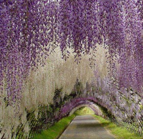 wisteria.jpg